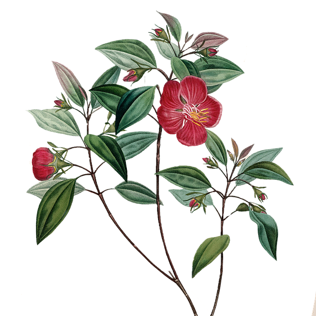 Free Flowers Red Flowers illustration and picture