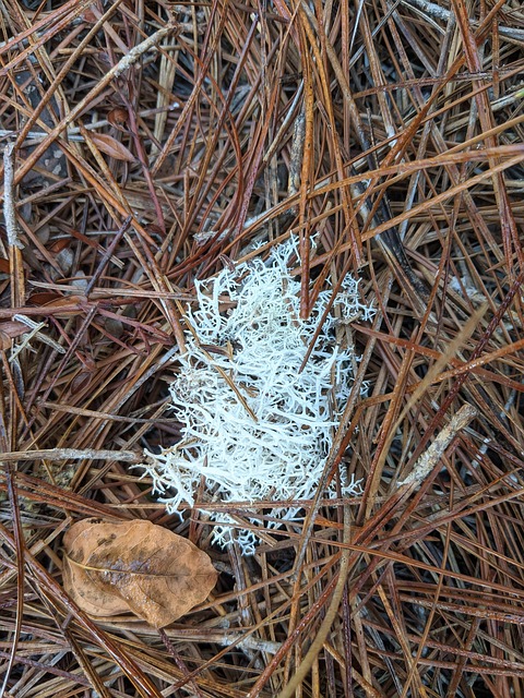 Free Fungus White photo and picture