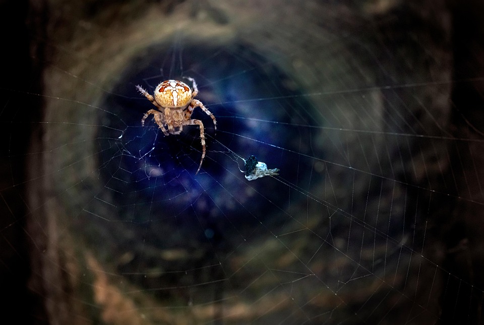 Araña De Jardín Europea - Foto gratis en Pixabay