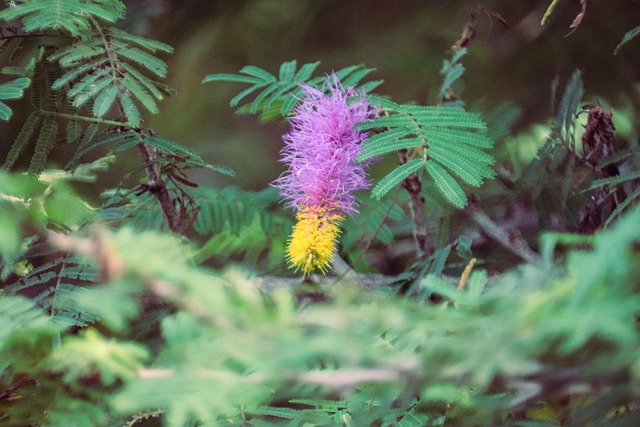 Free Flower Bloom photo and picture