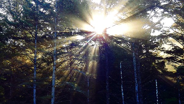 Free Light Forest photo and picture