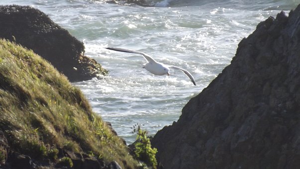 Free Seagull Flight photo and picture
