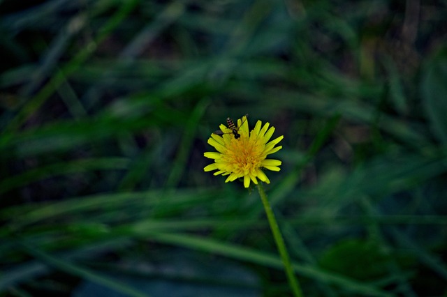 Free Dandelion Flower photo and picture