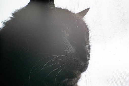 Tænker, Sort Kat, Kitty, Sollys, Stoiske
