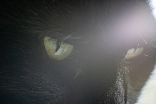 Sort Kat, Øjne, Kitty, Kat, Kæledyr, Dyr