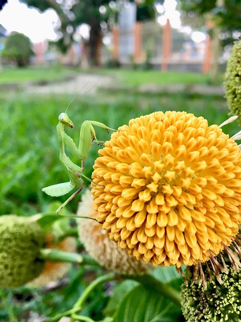 Blomster, Gul, Græs