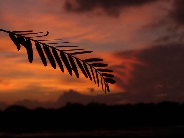 Free Plant Leaf photo and picture