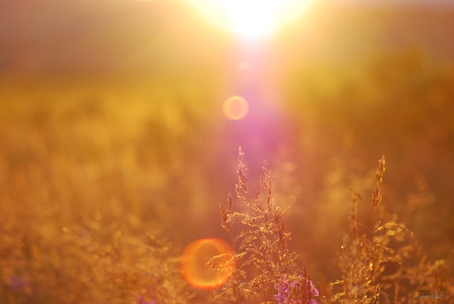 Free Wheat Grass photo and picture