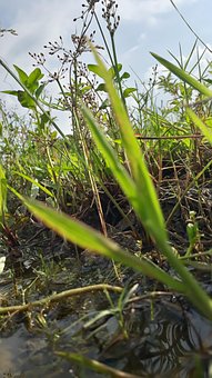Skov, Natur, Vand, Lille Bitte