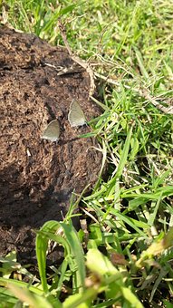 Insekt, Sommerfugle, Entomologi, Natur