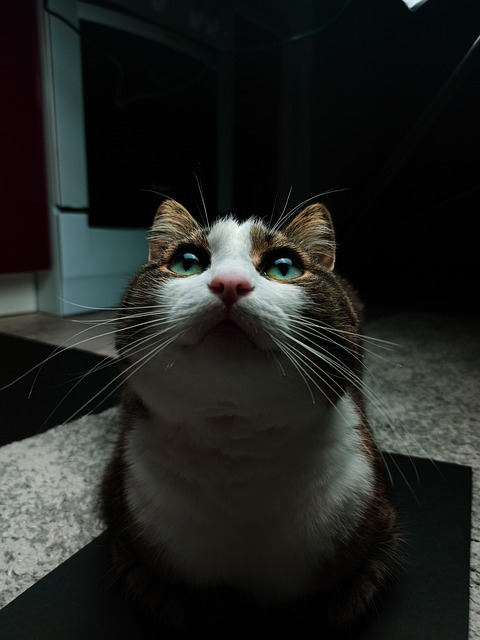 Tier, Katze, Säugetier, Kätzchen