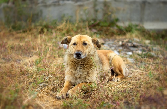 Animal, Câine, Mamifer, Rătăcit, Natura