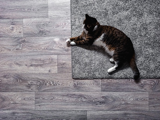 Katze, Foto, Tiere, Zimmer, Fußboden