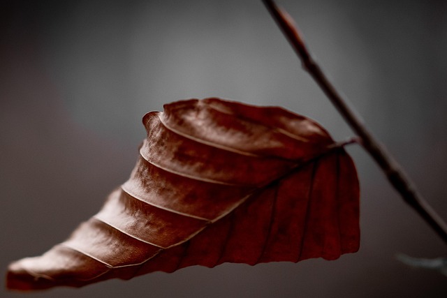 Blad, Efterår, Natur, Makro, Plante