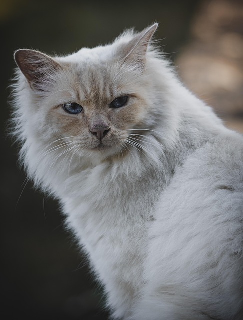 Kat, Kæledyr, Feline, Natur, Dyr
