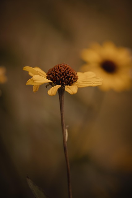 Gule Blomster, Eng, Vildblomster, Natur