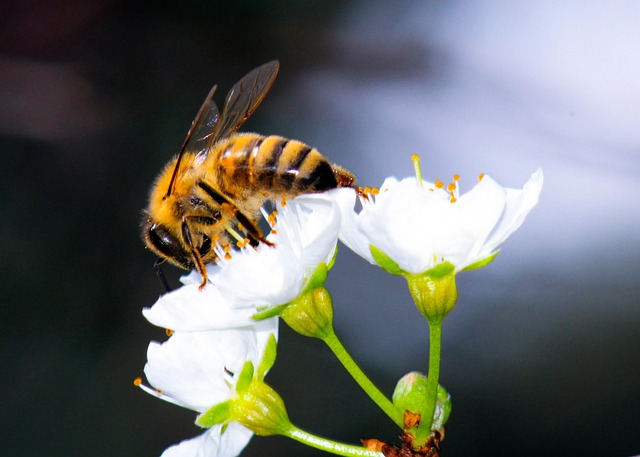 Free Bee Flower Background photo and picture