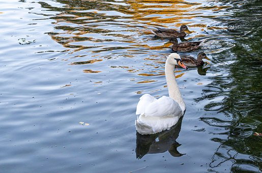 Free Bird Swan photo and picture