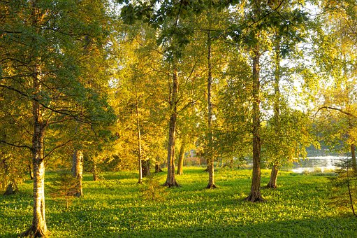 Free Trees Forest photo and picture
