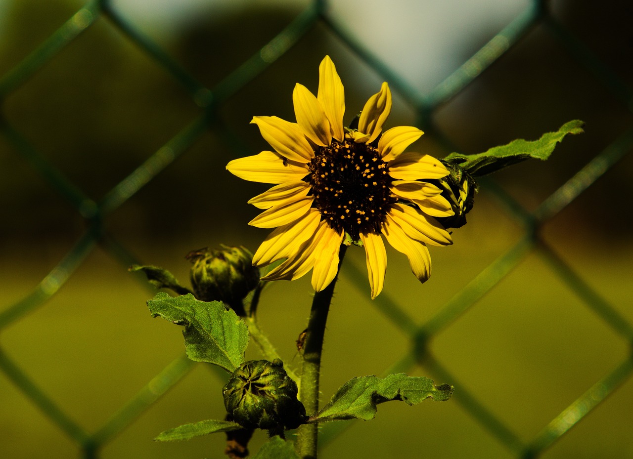 Sunflower Flower Plant Yellow - Free photo on Pixabay - Pixabay