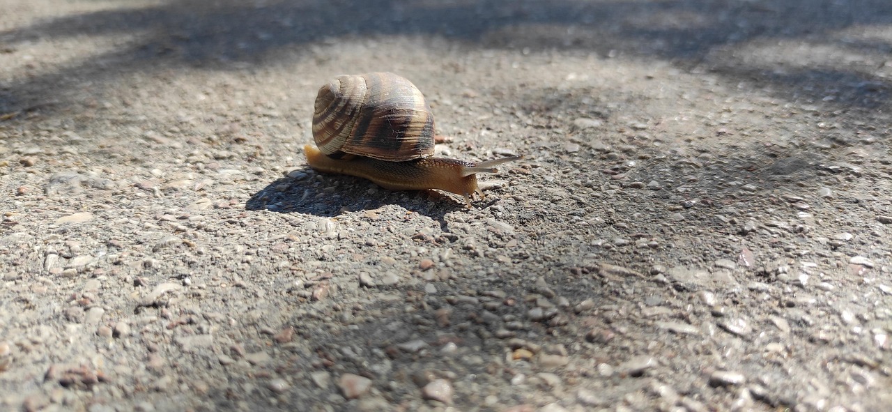Free Snail Animal photo and picture