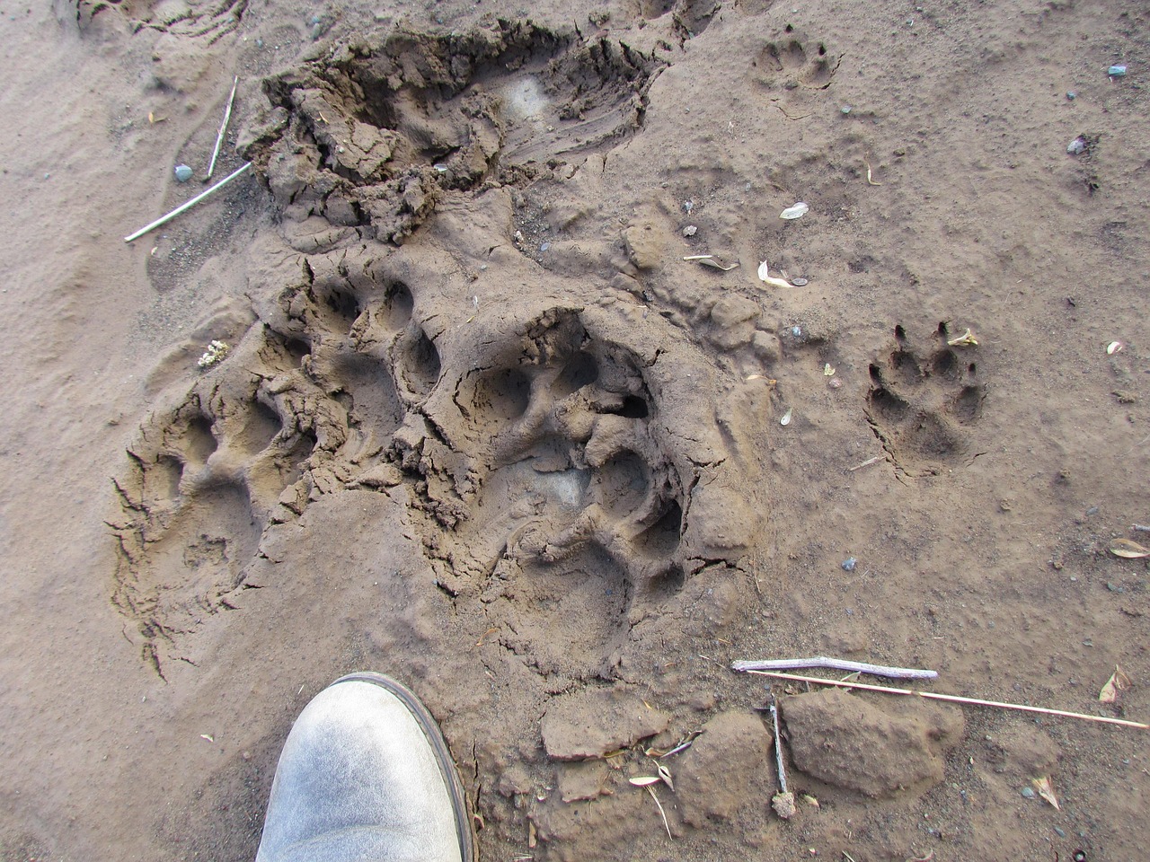Animal Tracks Footprints Free Photo On Pixabay Pixabay Animal Tracks Footprints Free Photo On Pixabay Pixabay