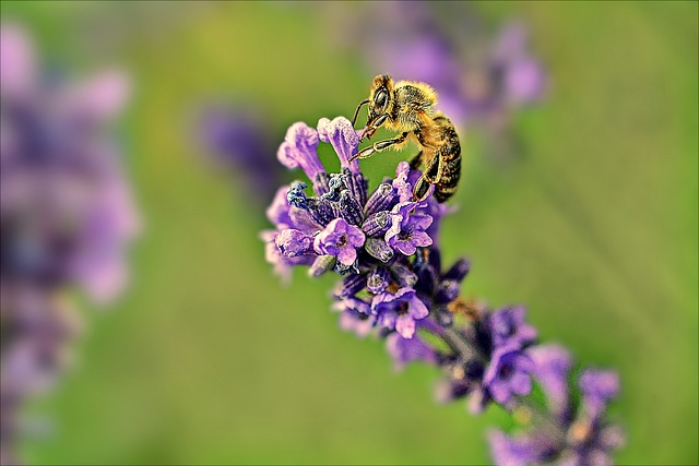 Abeja, Fondo De La Flor, Insecto