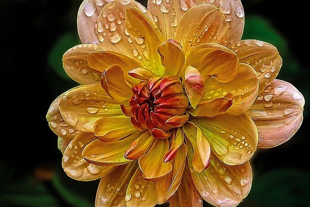 Dalia, Flor, Gota De Agua, Naranja