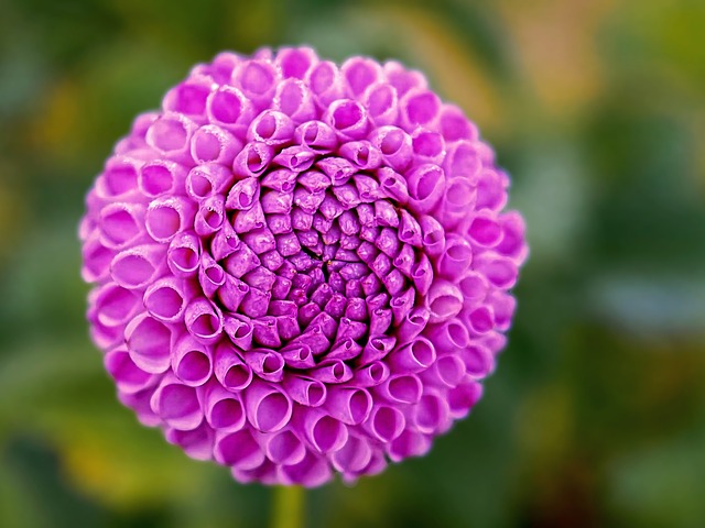 Dalia, Flor, Flor Rosa, Pétalos De Rosa
