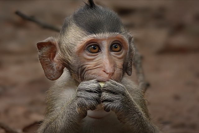 Animal, Macaco, Primate, Mono, Especies