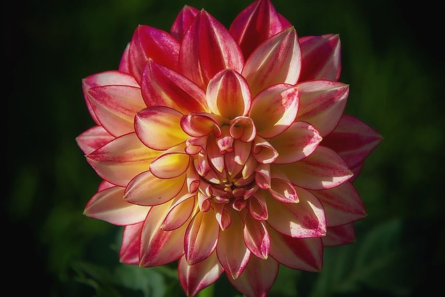 Dalia, Flor, Jardín, Pétalos