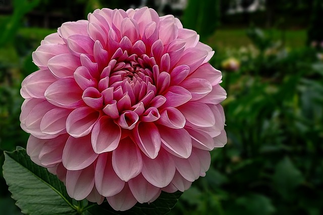 Dalia, Flor, Hermosas Flores