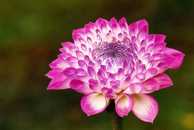 Dalia, Flor, Jardín, Pétalos