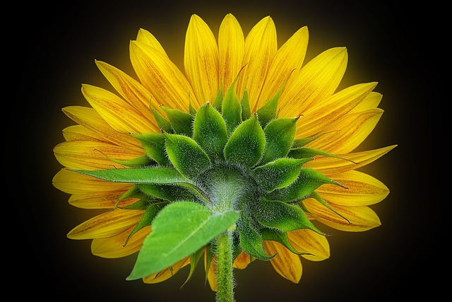 Girasol, Papel Pintado De Flores, Flor
