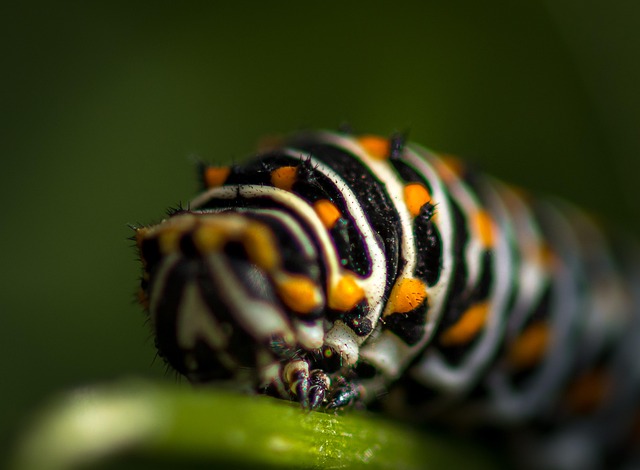 Free Caterpillar Insect photo and picture