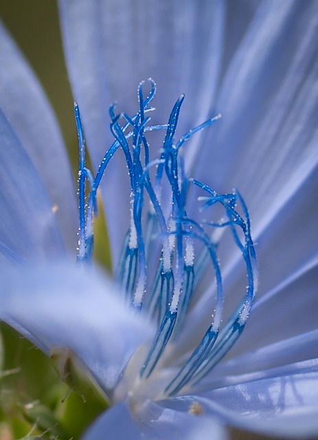 Free Chicory Flower Blue Flower photo and picture