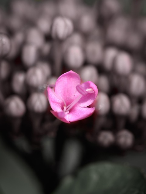 Free Flora Pink Flower photo and picture