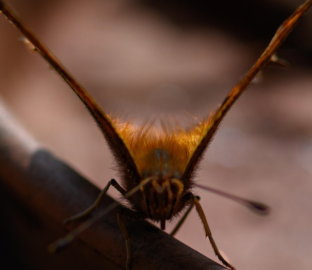 Free Butterfly Insect photo and picture