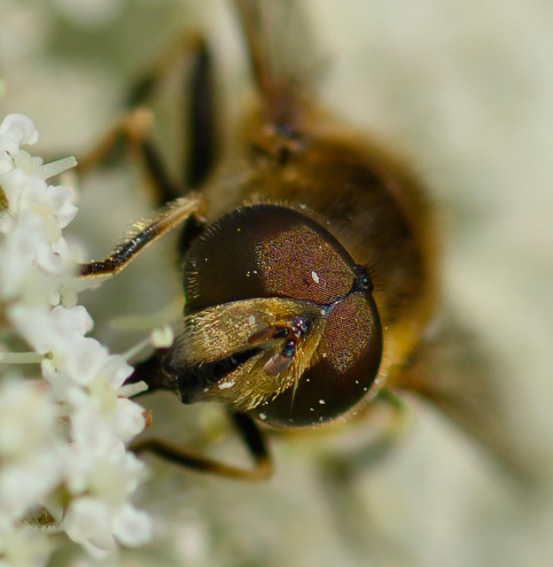 Free Insect Bee photo and picture