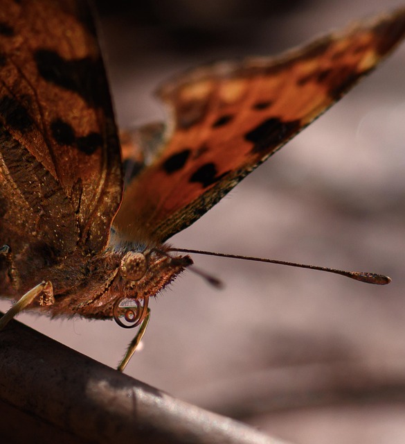 Free Insect Butterfly photo and picture