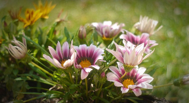 Free Flowers Nature photo and picture