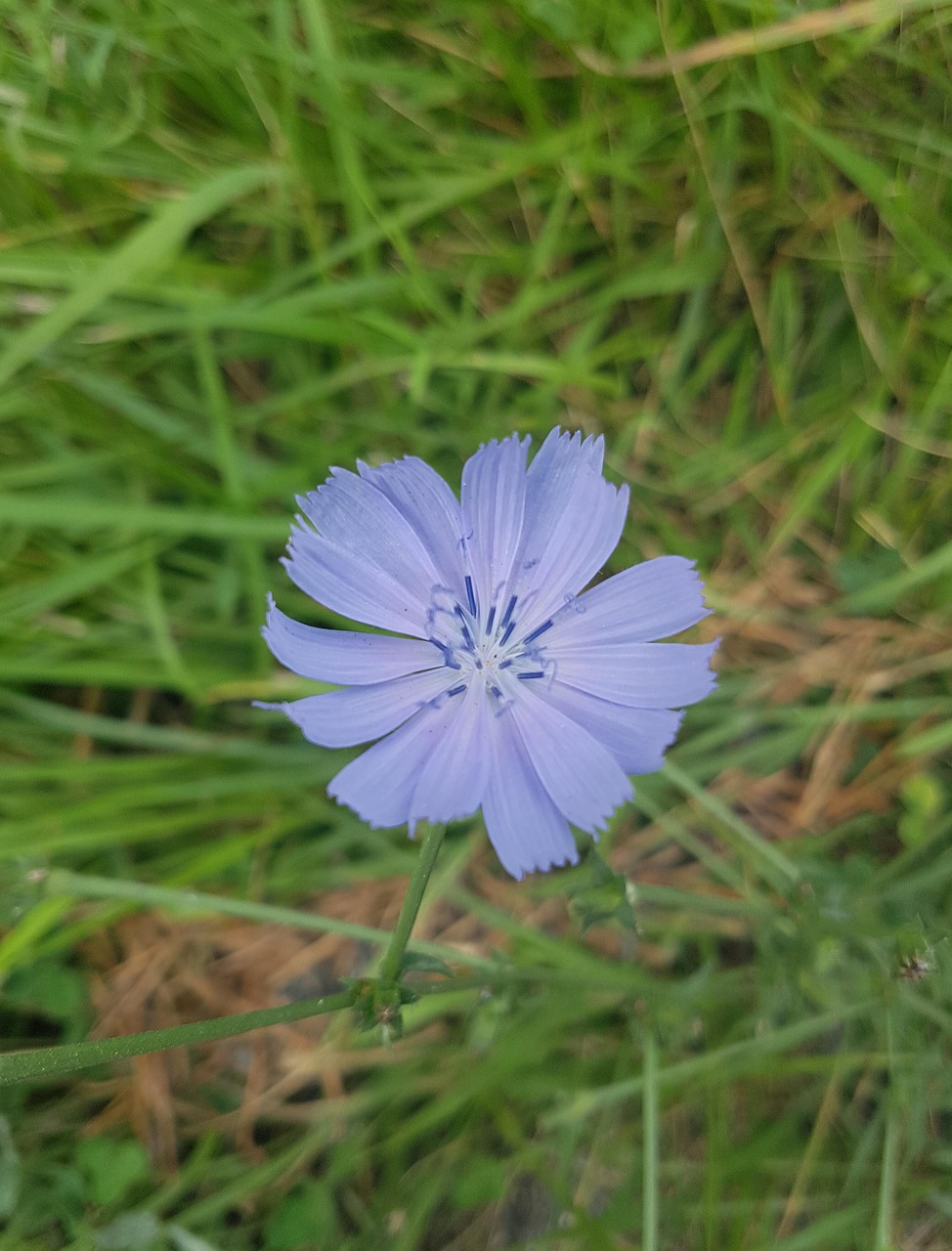 Bunga Alam Rumput Padang - Foto gratis di Pixabay - Pixabay