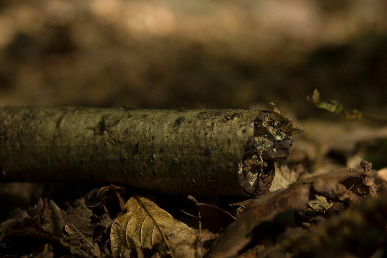 Branch Log Nature - Free photo on Pixabay - Pixabay
