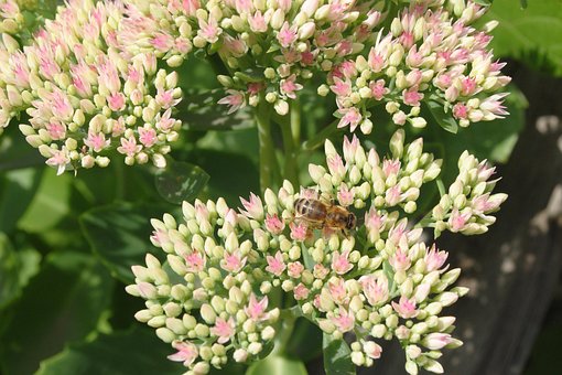 Free Bee Flowers photo and picture