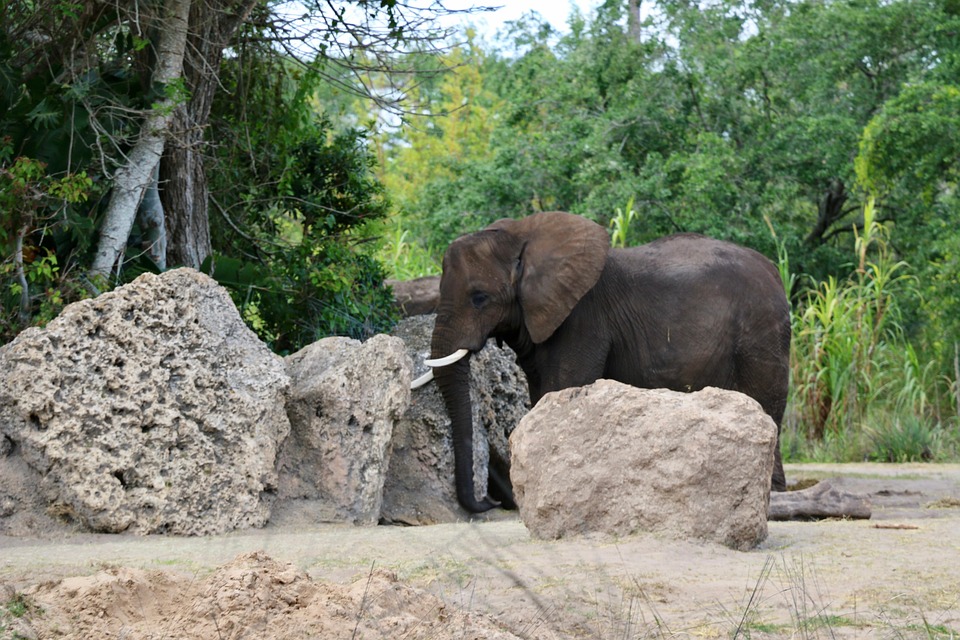 Elephant Baby Wildlife - Free photo on Pixabay - Pixabay