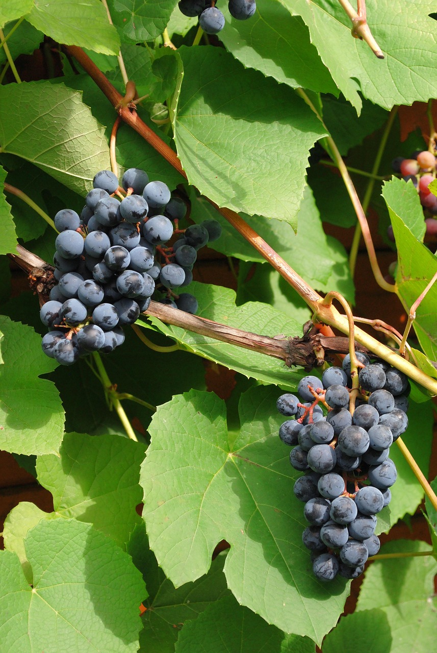 Free Grapes Grapevine photo and picture