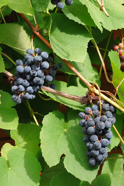 Free Grapes Grapevine photo and picture
