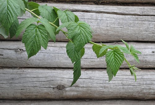 Free Raspberry Plant Raspberry Leaves photo and picture