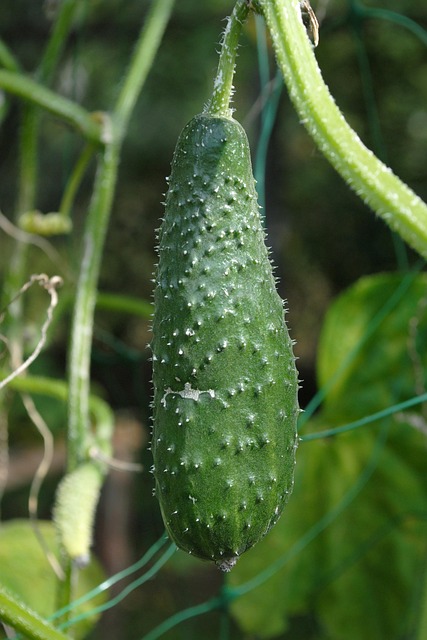 Free Cucumber Cucumber Plant photo and picture