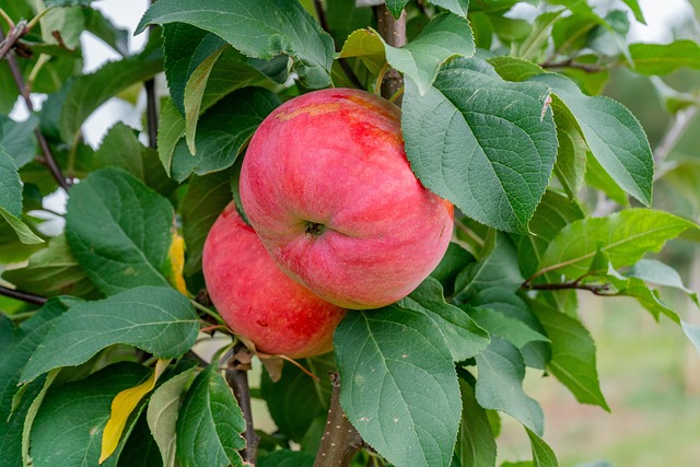 Appels, Fruit, Branch, Rode Appels